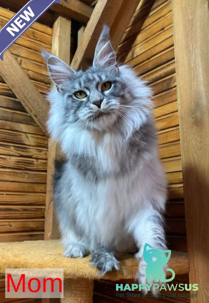 Helarie Maine Coon female black silver tabby - live animals