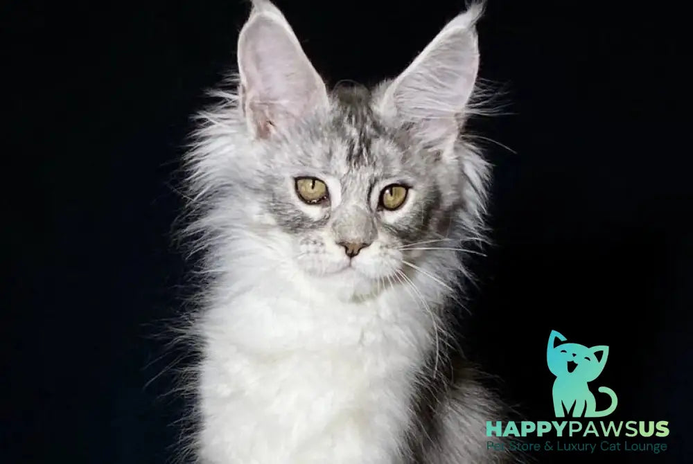 Helarie Maine Coon female black silver tabby - live animals