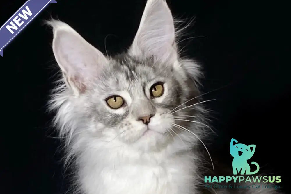 Helarie Maine Coon female black silver tabby - live animals
