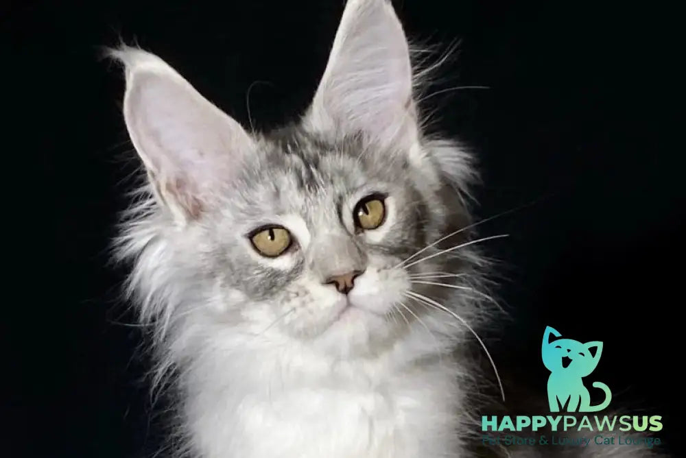 Helarie Maine Coon female black silver tabby - live animals