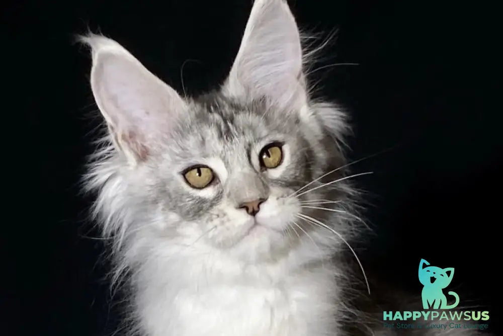 Helarie Maine Coon female black silver tabby - live animals