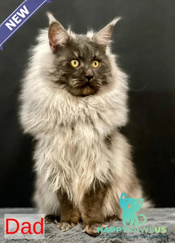 Helarie Maine Coon female black silver tabby - live animals