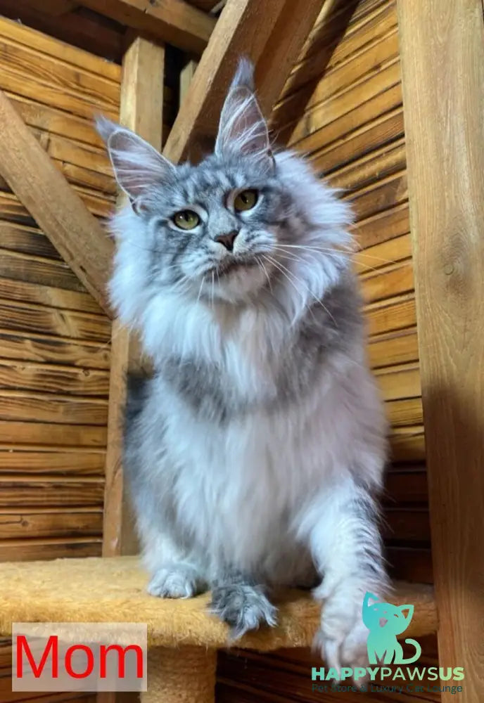 Helarie Maine Coon female black silver tabby - live animals