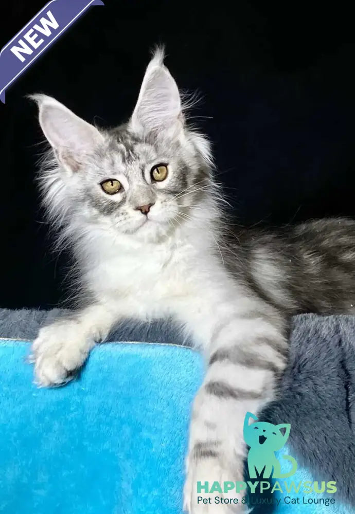 Helarie Maine Coon female black silver tabby - live animals
