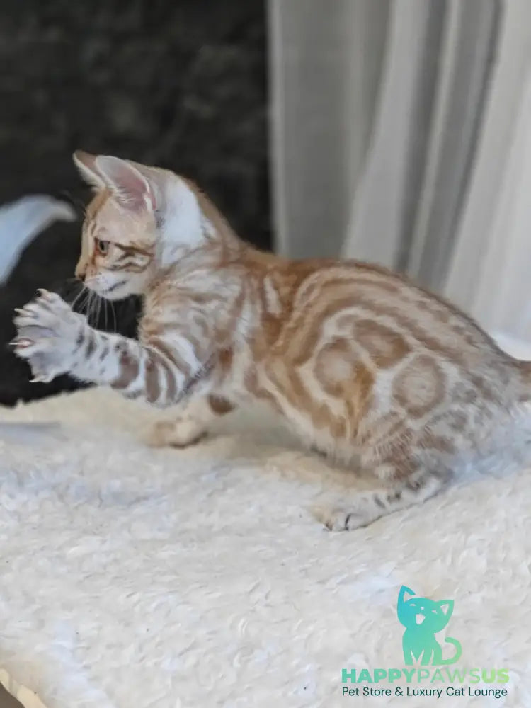 Helen Bengal female black spotted tabby pointed - live animals