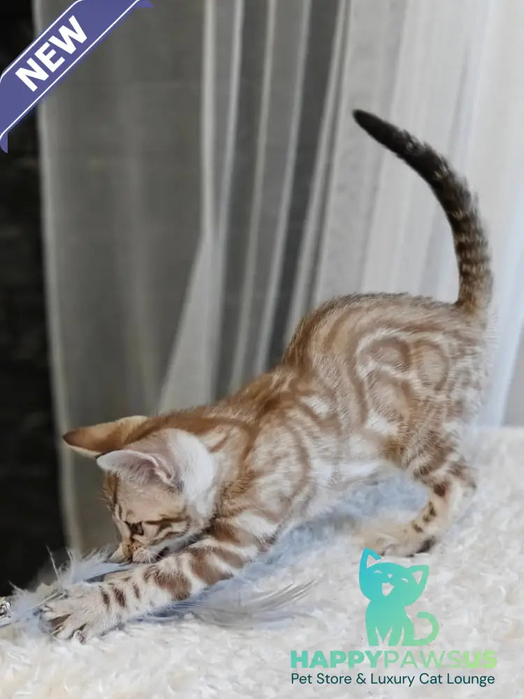 Helen Bengal female black spotted tabby pointed - live animals