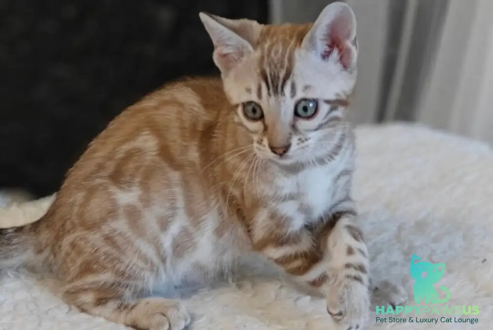 Helen Bengal female black spotted tabby pointed - live animals