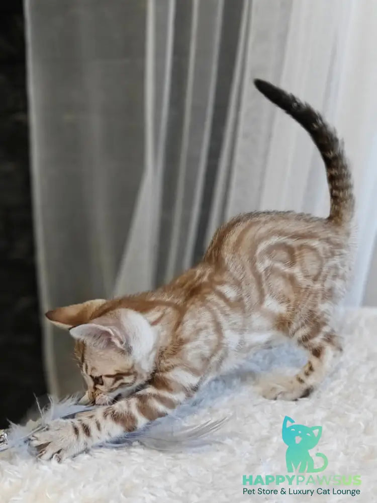 Helen Bengal female black spotted tabby pointed - live animals
