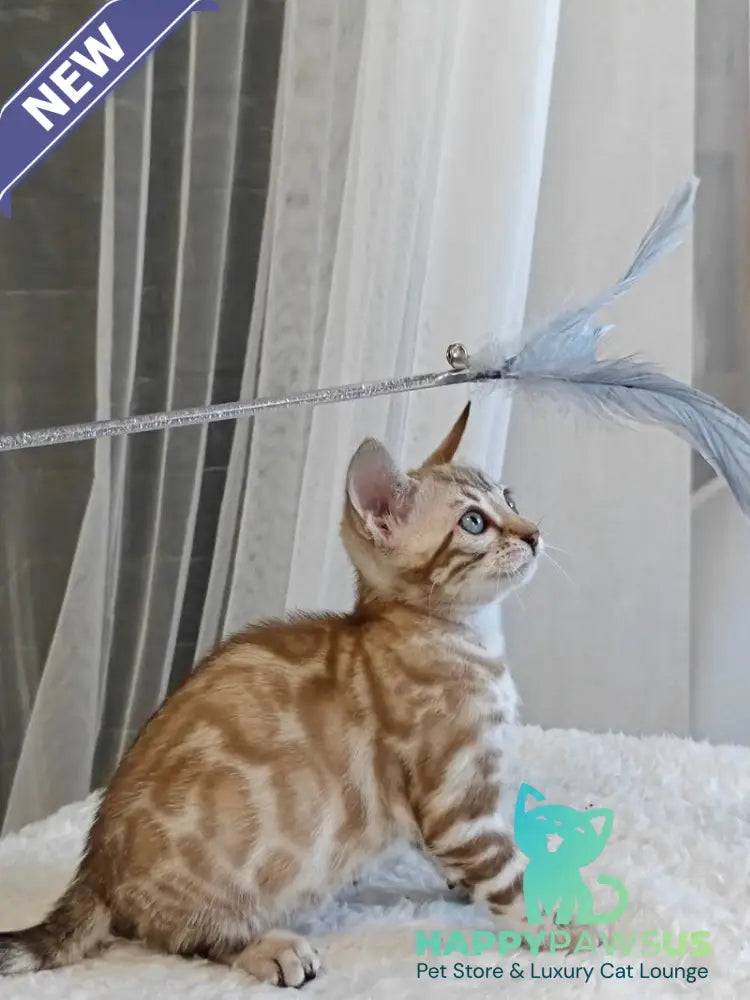 Helen Bengal female black spotted tabby pointed - live animals