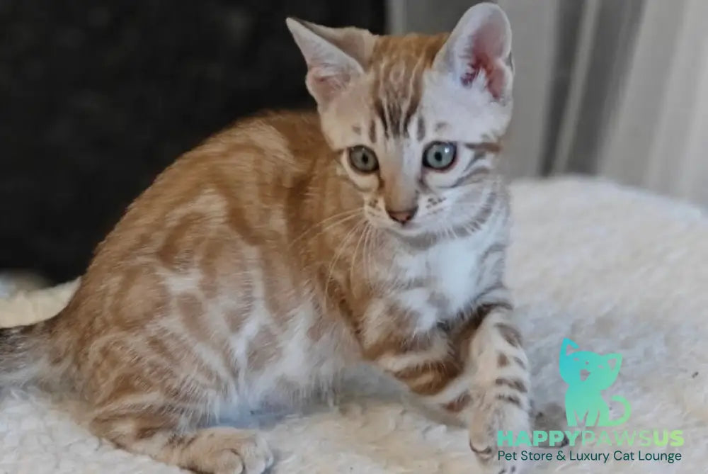 Helen Bengal female black spotted tabby pointed - live animals
