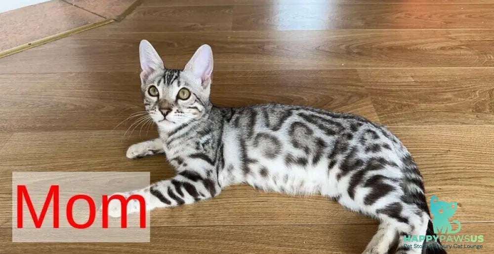 Helen Bengal female black spotted tabby pointed - live animals
