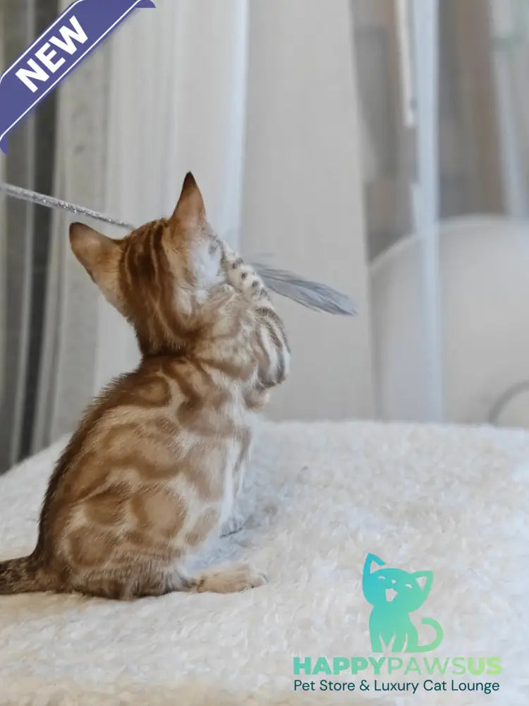 Helen Bengal female black spotted tabby pointed - live animals