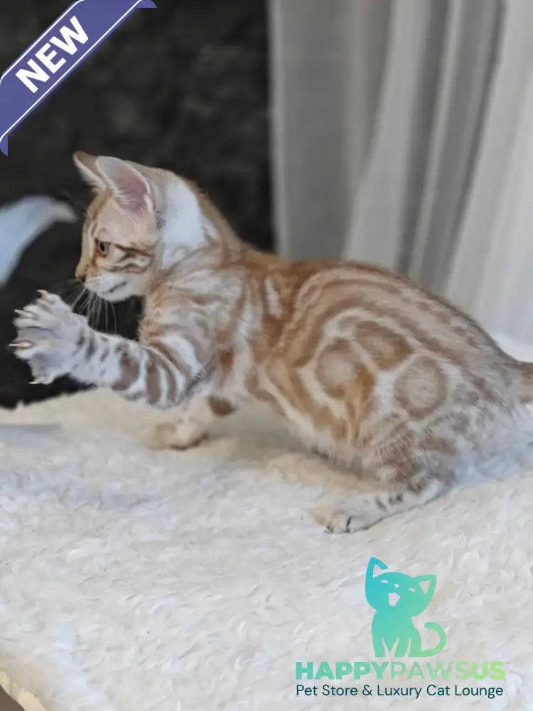 Helen Bengal female black spotted tabby pointed - live animals