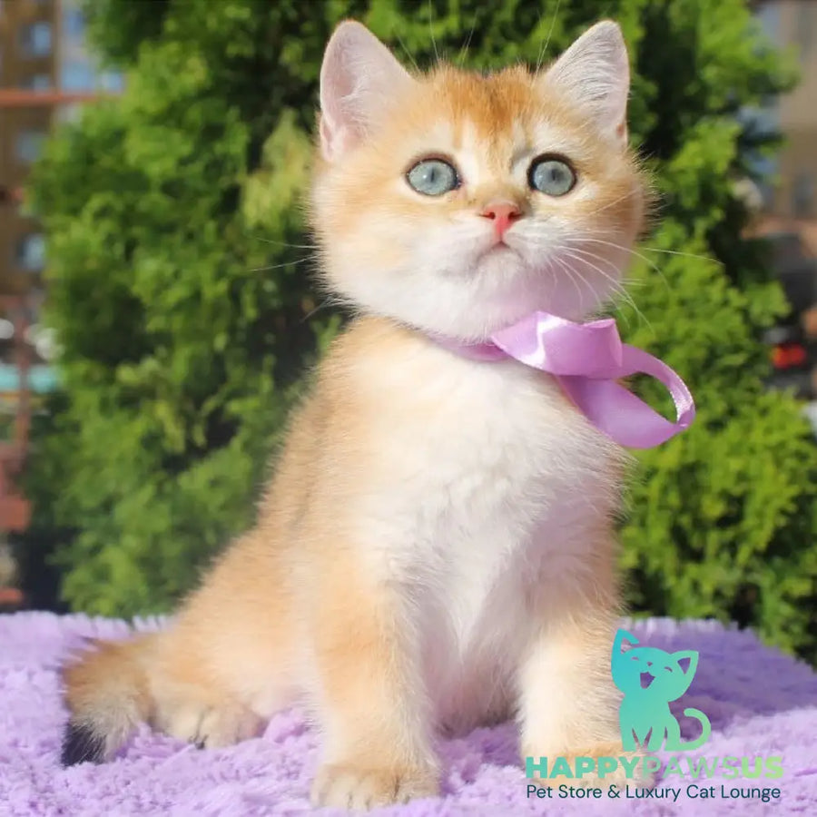 Helen British Shorthair female black golden shaded