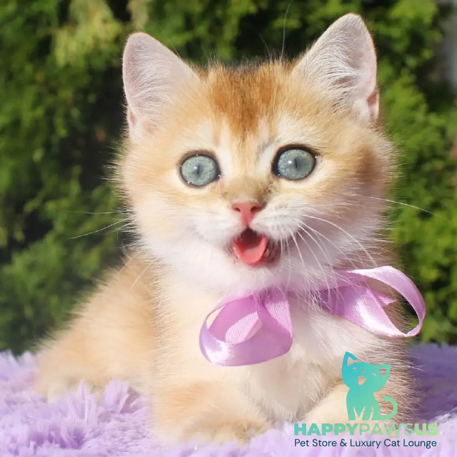 Helen British Shorthair female black golden shaded