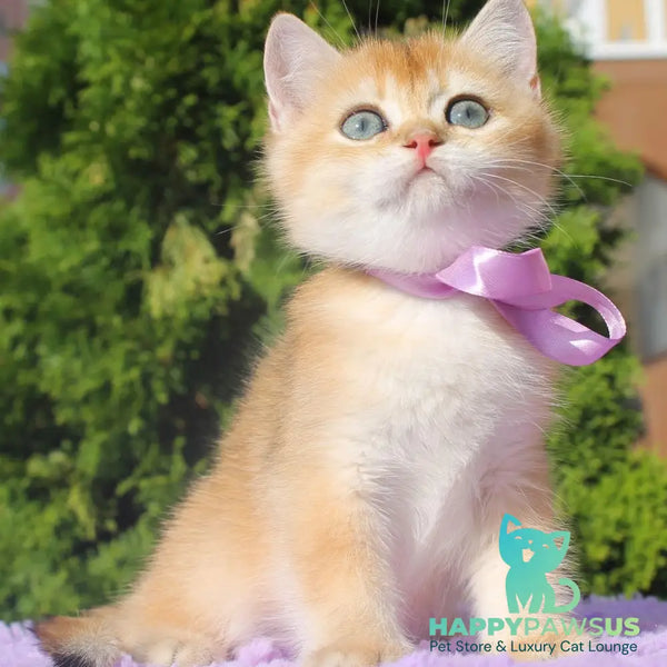 Helen British Shorthair female black golden shaded