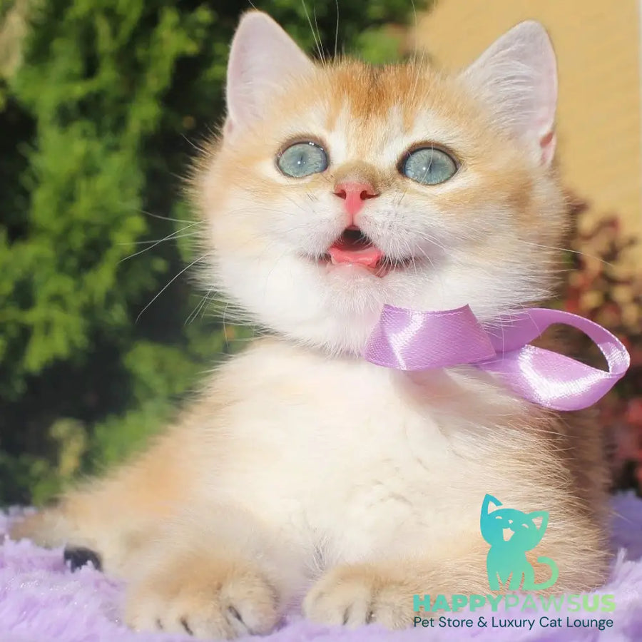 Helen British Shorthair female black golden shaded