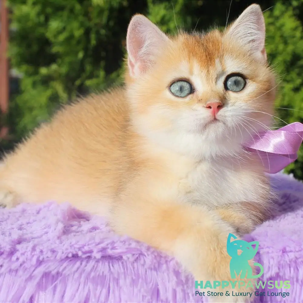 Helen British Shorthair female black golden shaded