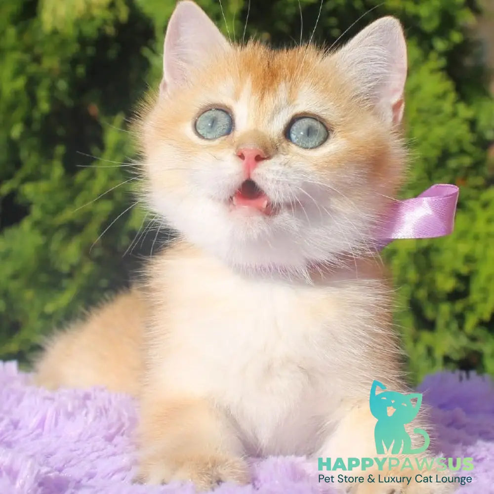 Helen British Shorthair female black golden shaded