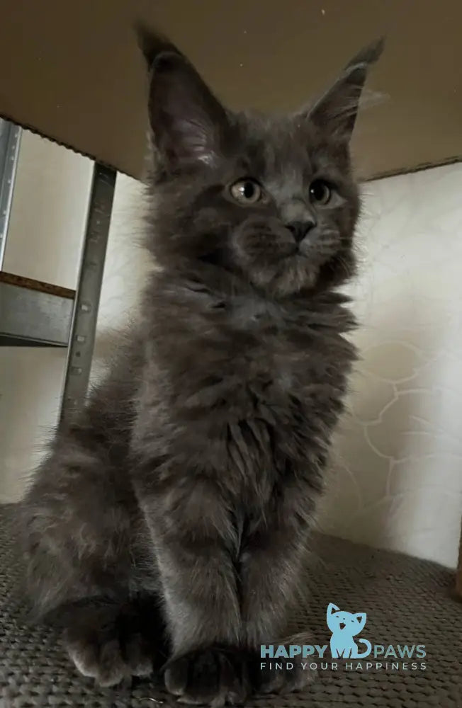 Helen Maine Coon female blue live animals