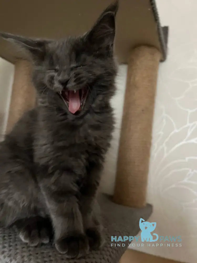 Helen Maine Coon female blue live animals