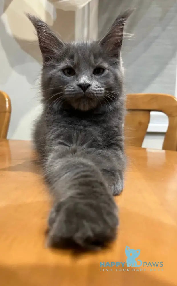 Helen Maine Coon female blue live animals