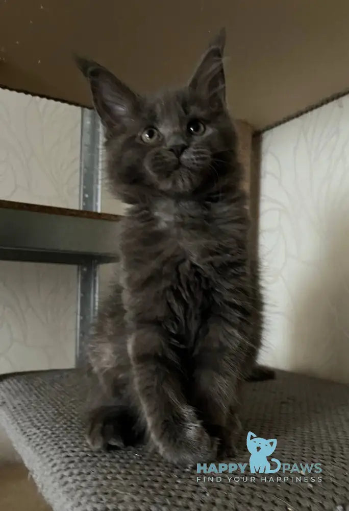 Helen Maine Coon female blue live animals