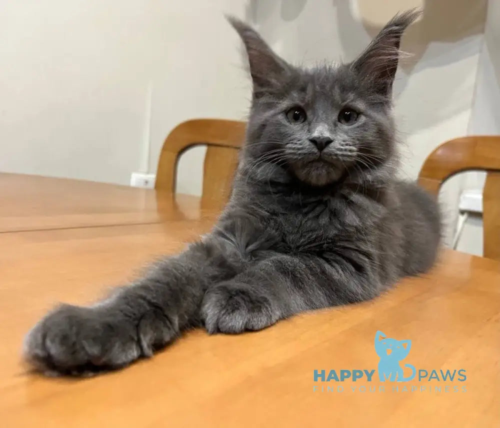 Helen Maine Coon female blue live animals