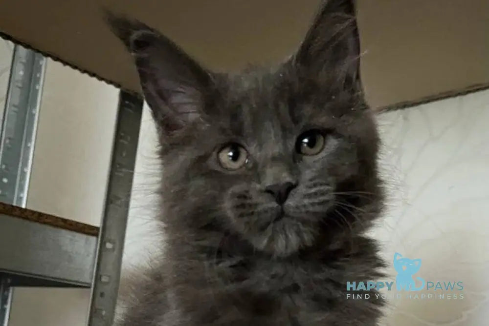 Helen Maine Coon female blue live animals