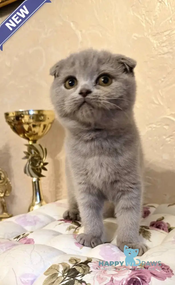 Helen Scottish Fold female lilac live animals