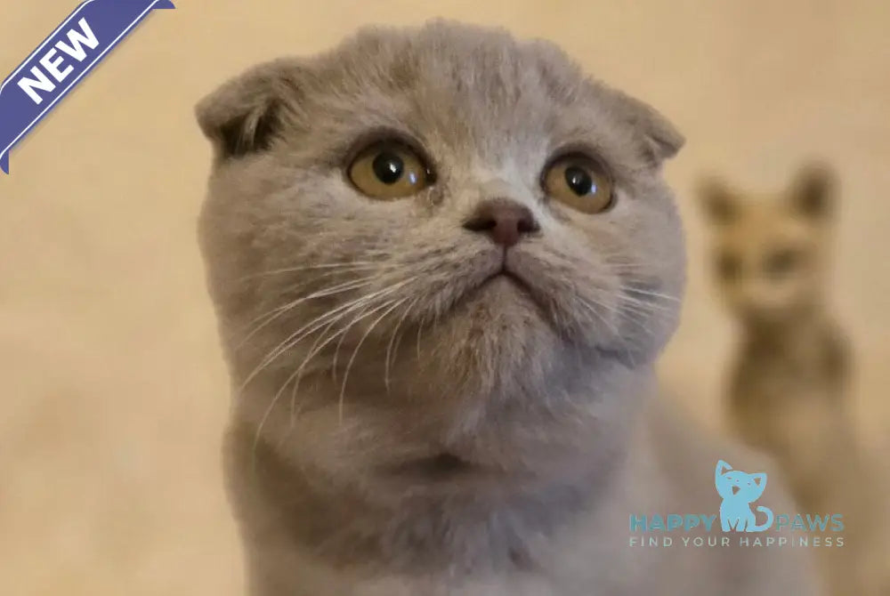 Helen Scottish Fold female lilac live animals