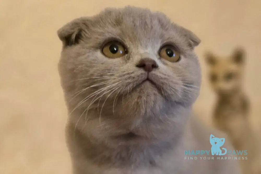 Helen Scottish Fold female lilac live animals