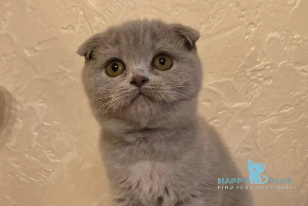Helen Scottish Fold female lilac live animals