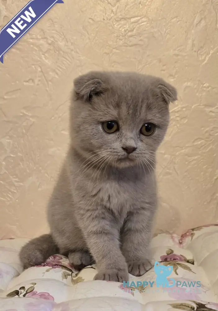 Helen Scottish Fold female lilac live animals