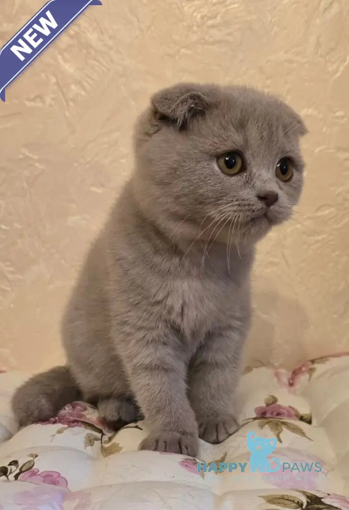 Helen Scottish Fold female lilac live animals
