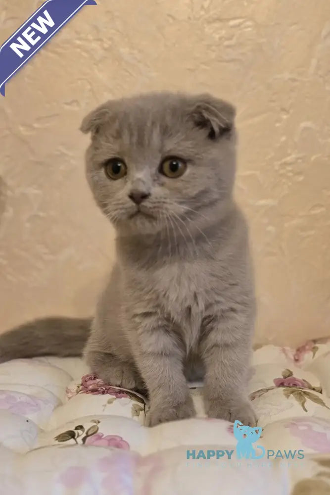 Helen Scottish Fold female lilac live animals