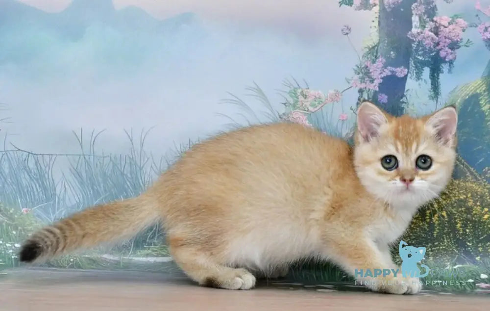 Helen Scottish Straight female black golden shaded live animals