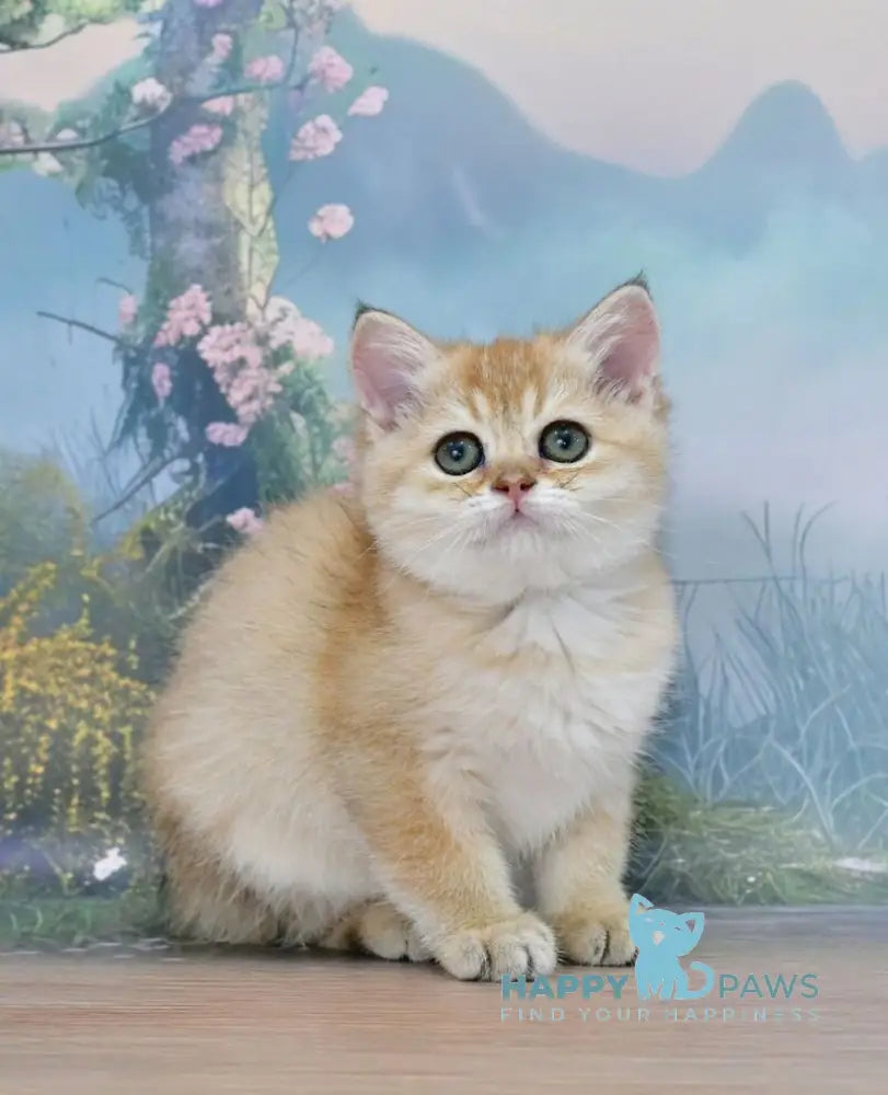 Helen Scottish Straight female black golden shaded live animals