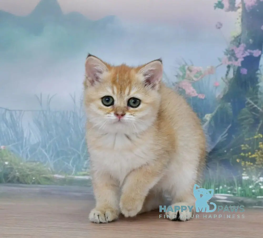 Helen Scottish Straight female black golden shaded live animals