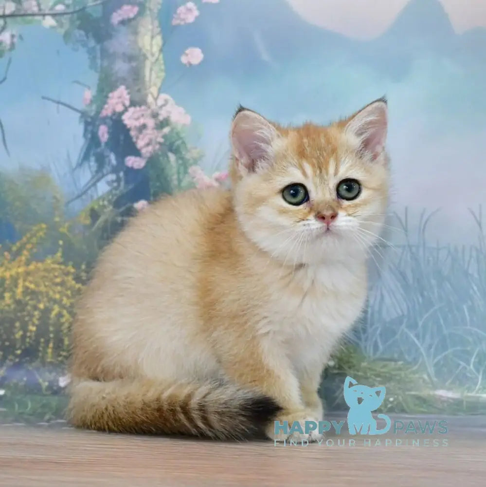 Helen Scottish Straight female black golden shaded live animals