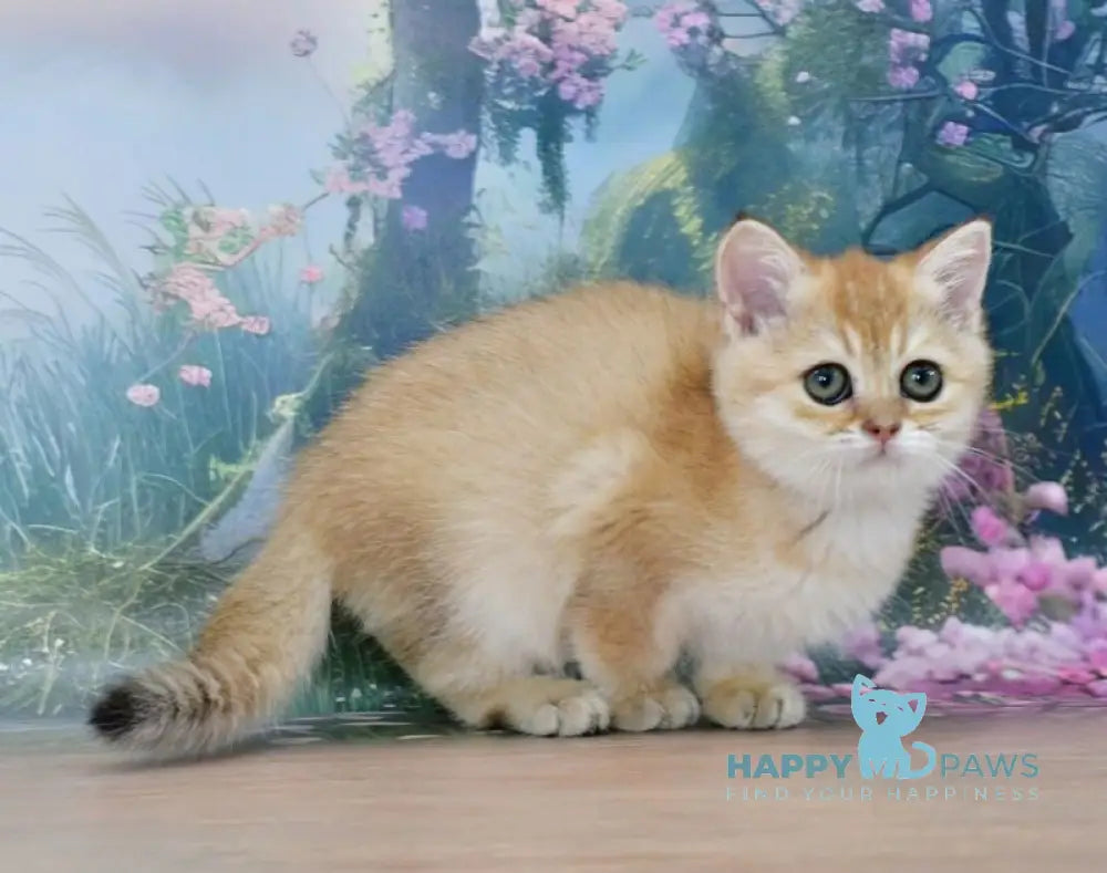 Helen Scottish Straight female black golden shaded live animals