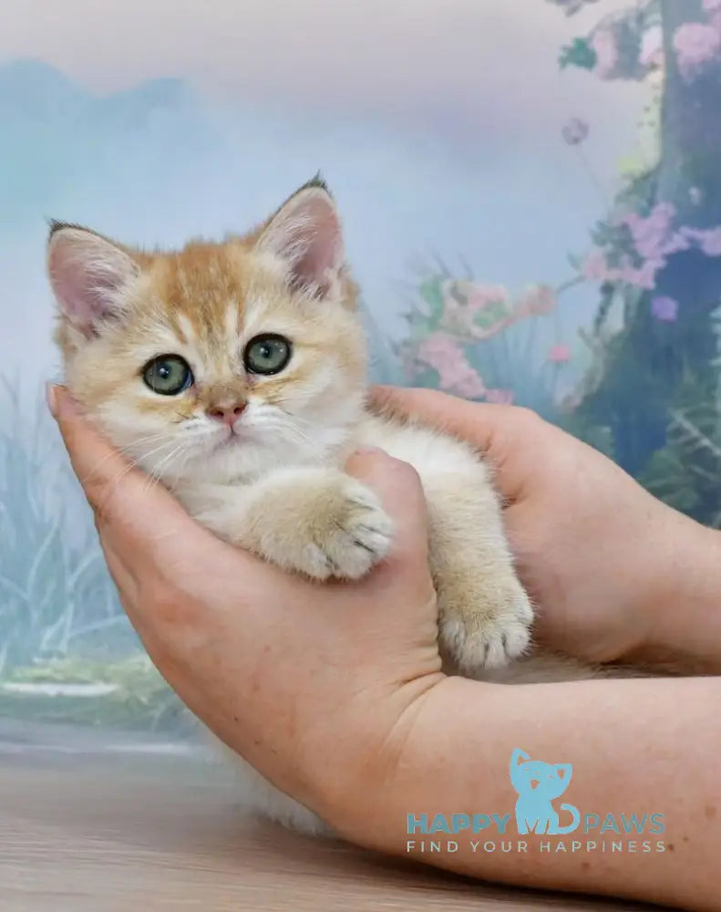 Helen Scottish Straight female black golden shaded live animals