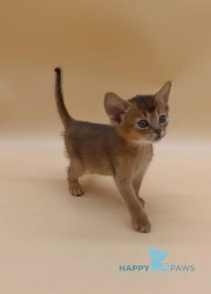 Helena Abyssinian female black live animals