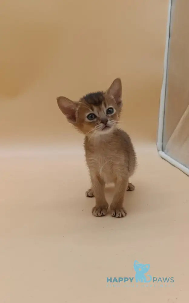 Helena Abyssinian female black live animals
