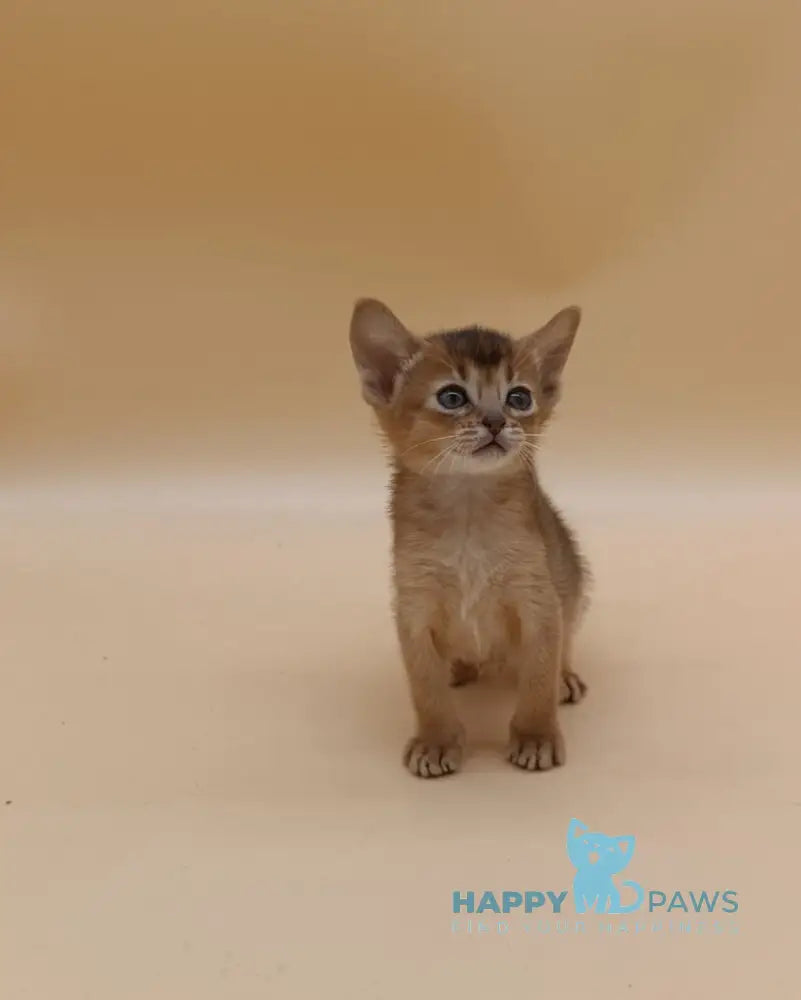 Helena Abyssinian female black live animals