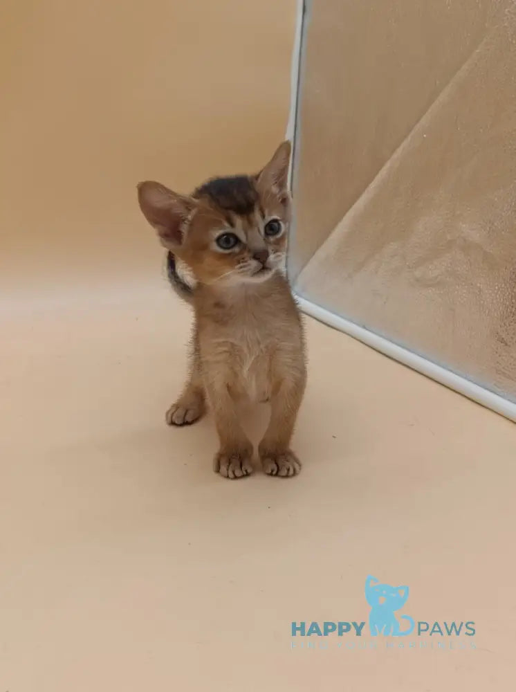 Helena Abyssinian female black live animals