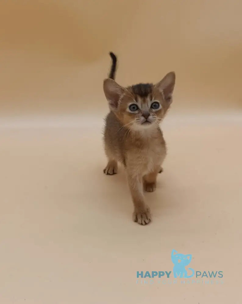 Helena Abyssinian female black live animals