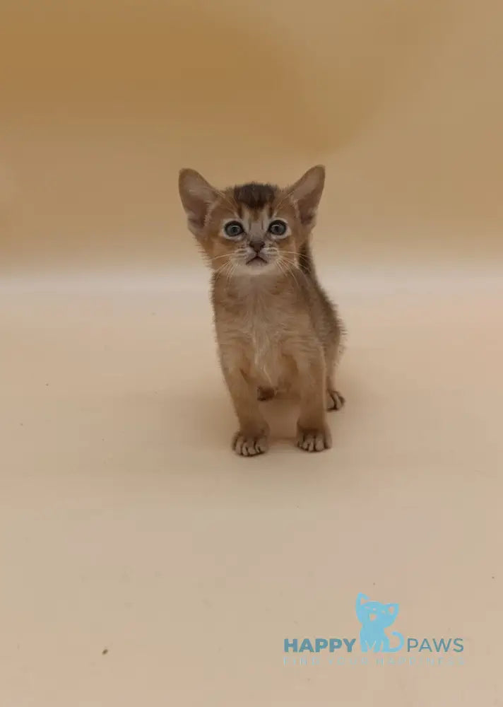 Helena Abyssinian female black live animals