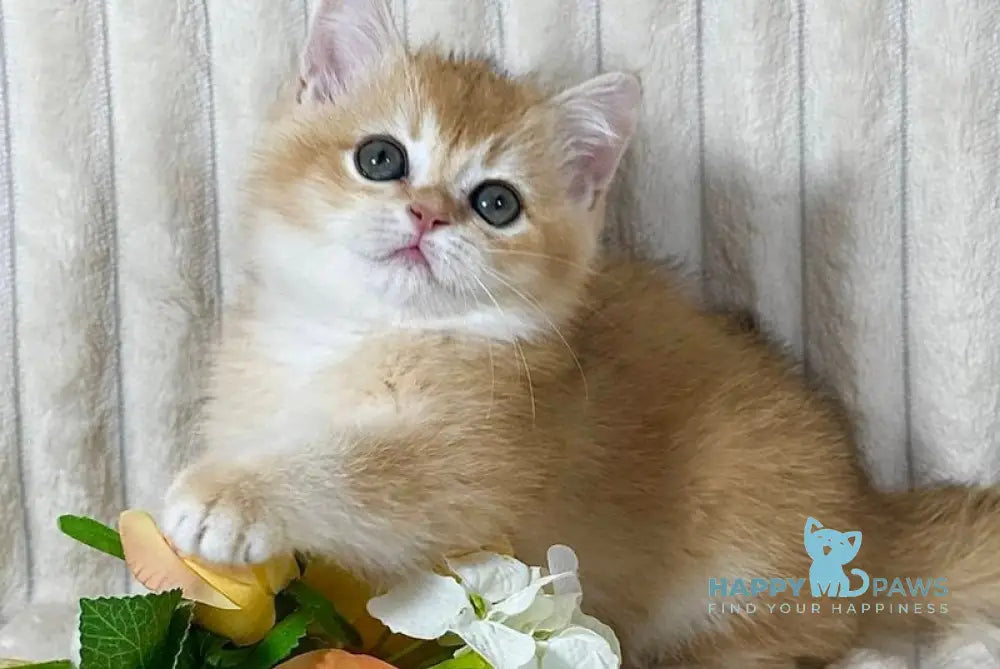Helena British Shorthair female black golden chinchilla live animals