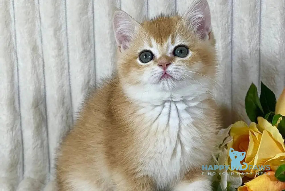 Helena British Shorthair female black golden chinchilla live animals